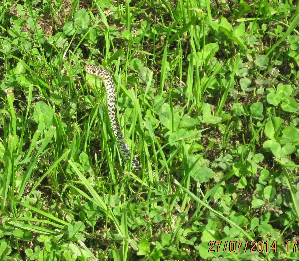 Hierophis viridiflavus